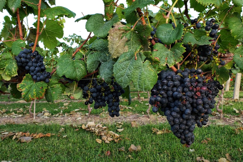 when is tannat day